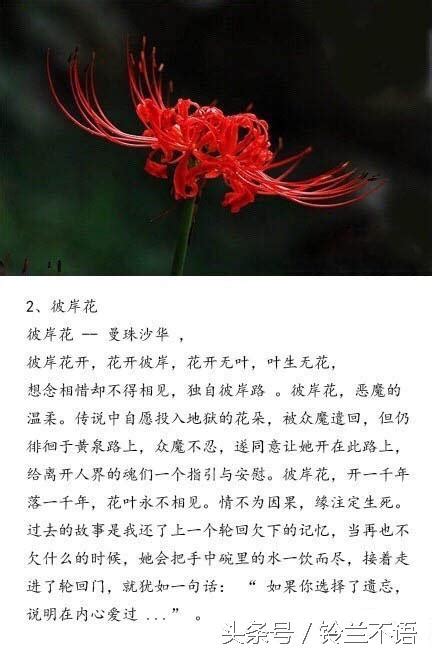 十劃的字 荼靡是什麼花